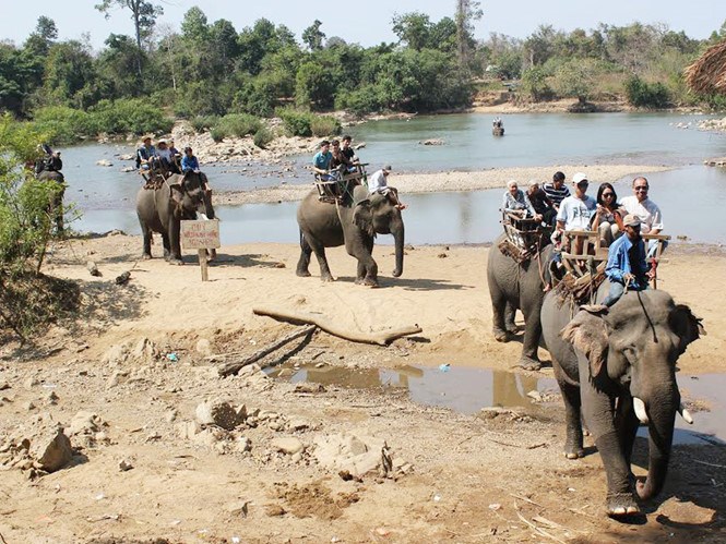 Các chuyên gia chia sẻ về tour du lịch xem voi